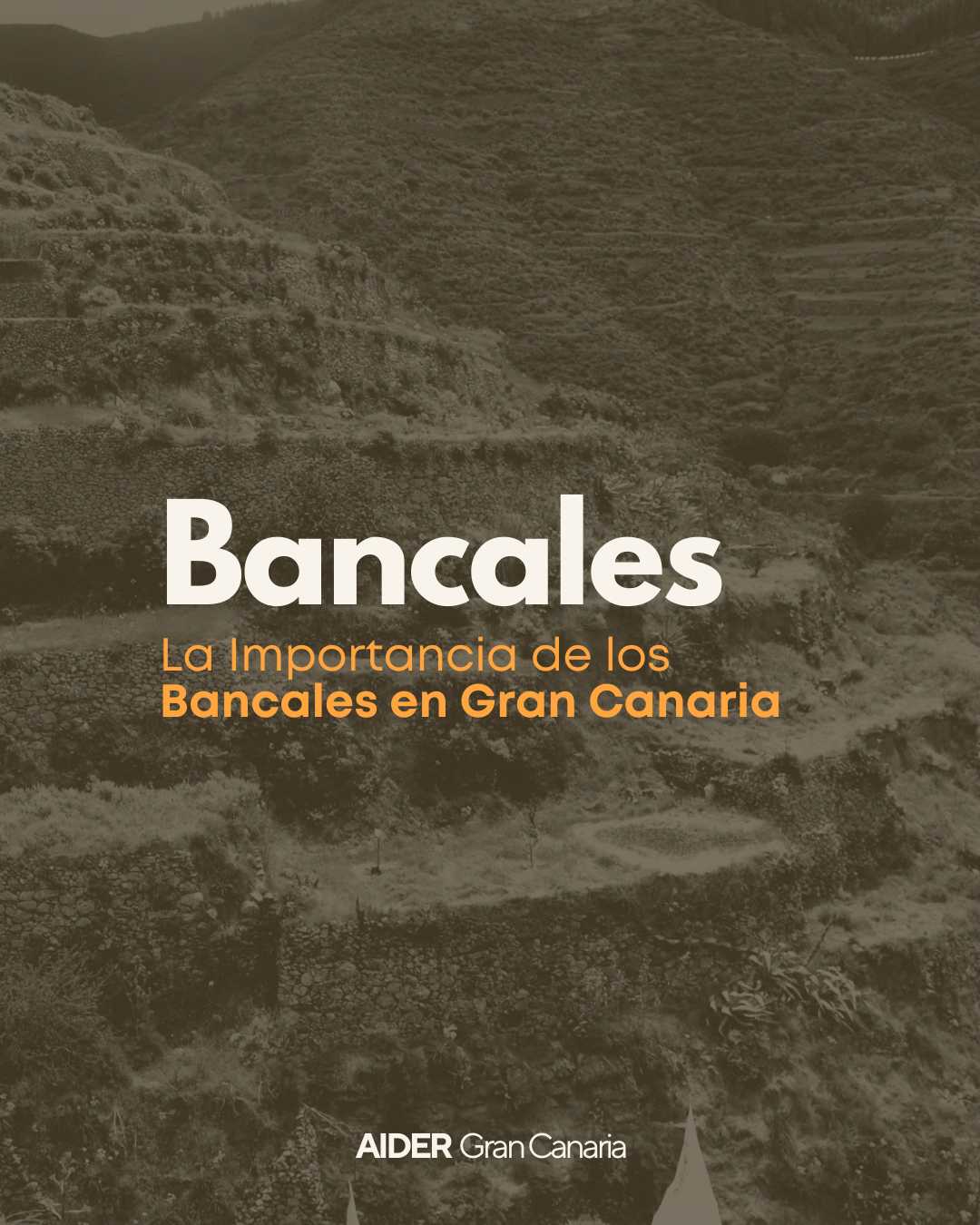 Bancales: un legado de nuestra identidad