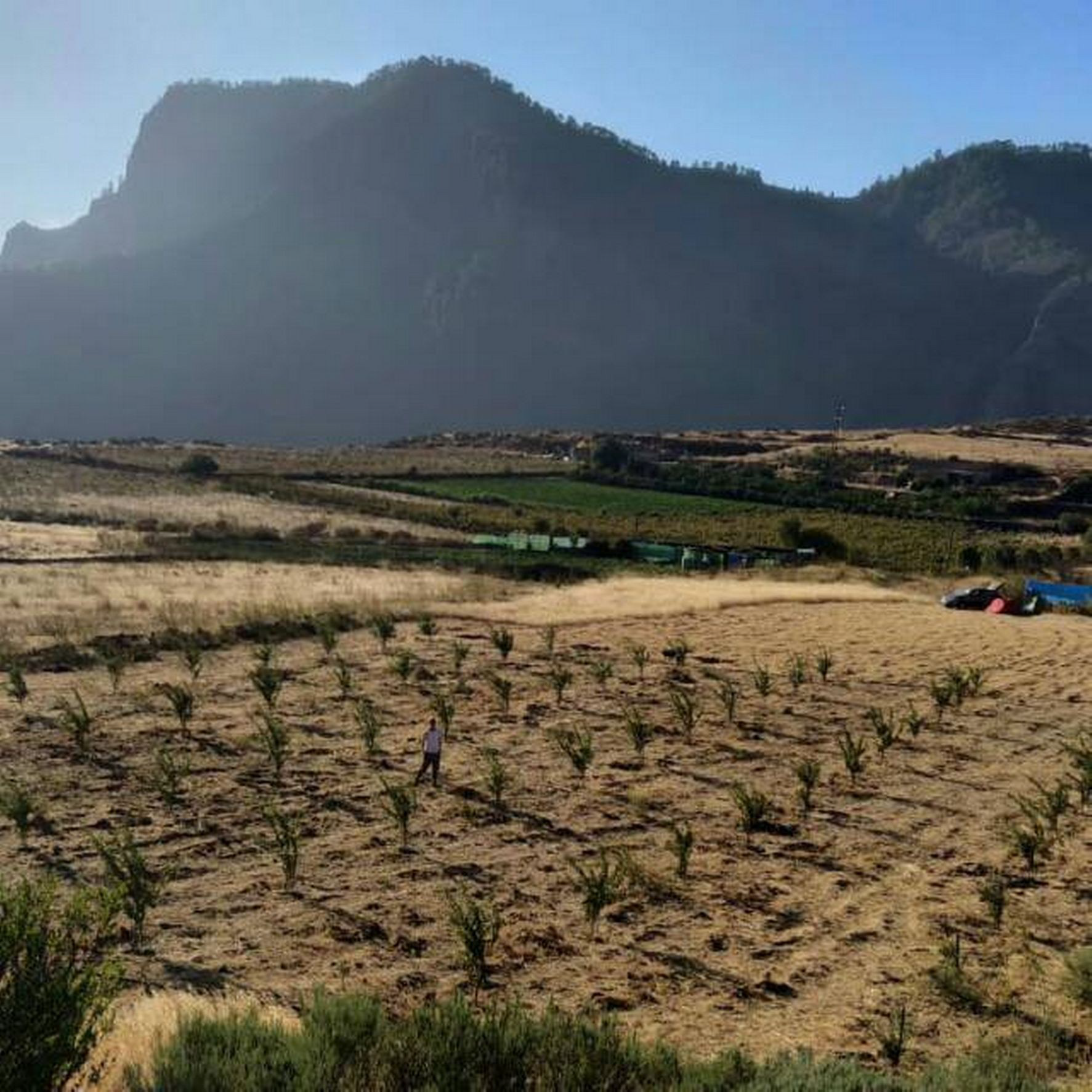 Foto del almendreros recién plantados en la Cumbre