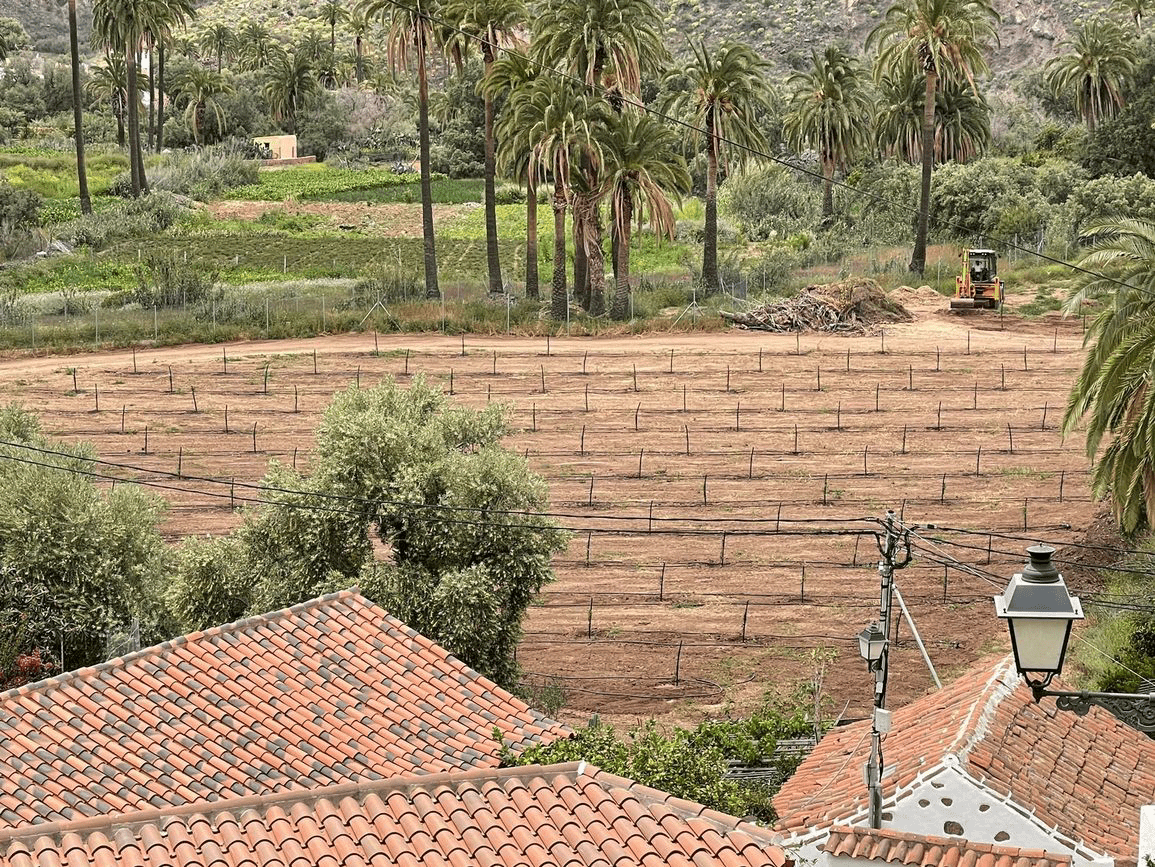 Foto de palmeral y cultivo de almendreros