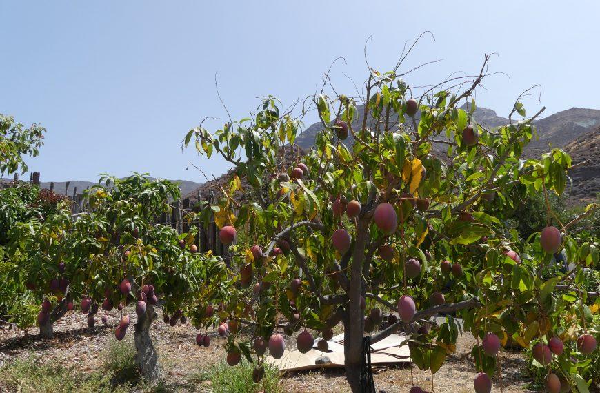 Proyecto de artesanía agroalimentaria